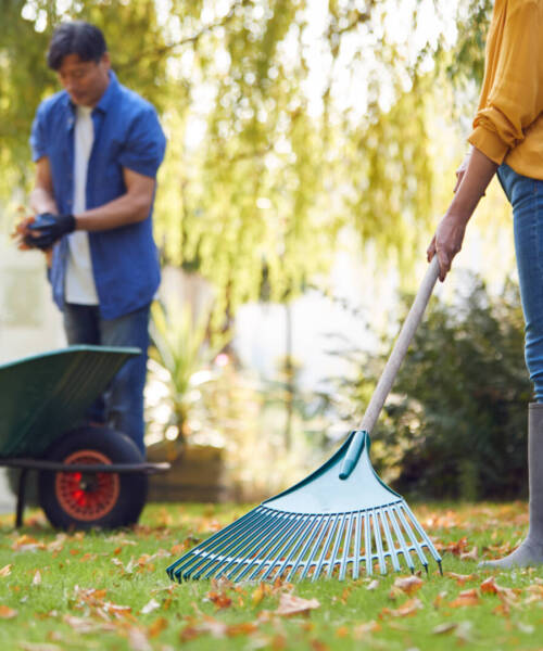 Mature Asian Couple Working In Garden At Home Raking And Tidying Leaves Into Barrow